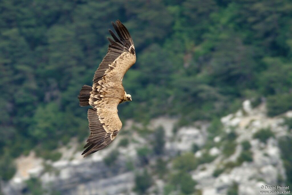 Griffon Vultureadult, Flight