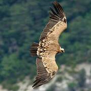 Griffon Vulture