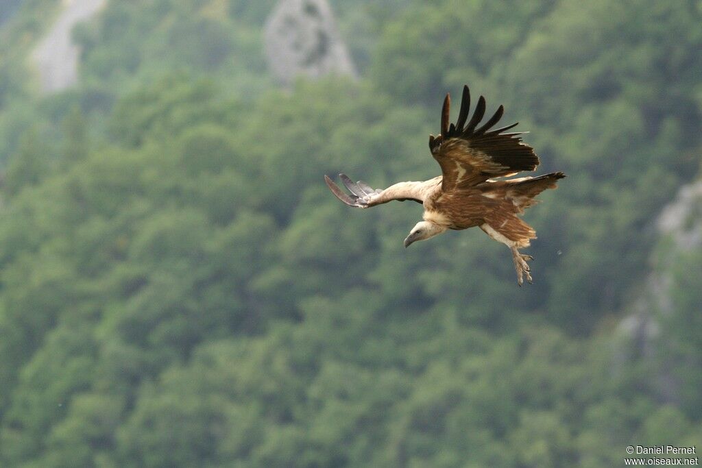 Griffon Vultureadult, Flight