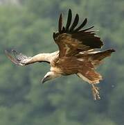 Griffon Vulture