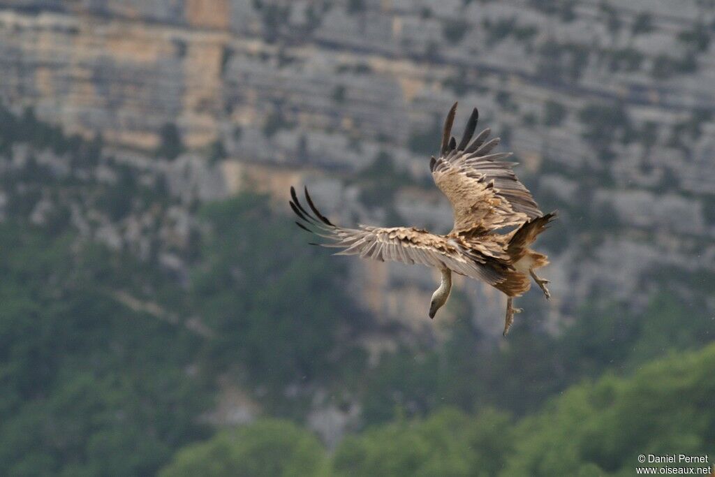 Griffon Vultureadult, Flight