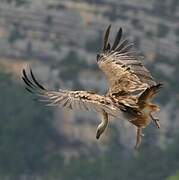 Griffon Vulture