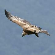 Griffon Vulture