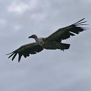 Griffon Vulture