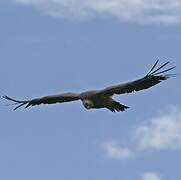 Griffon Vulture