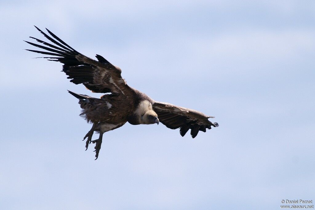 Griffon Vultureadult, Flight