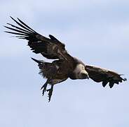 Griffon Vulture