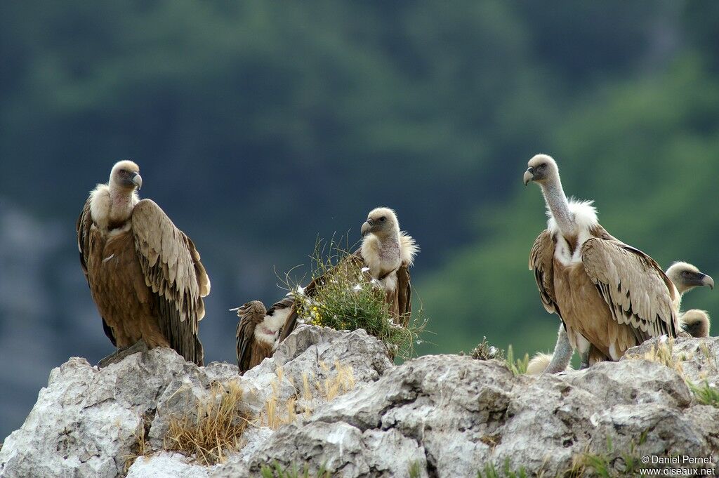 Griffon Vultureadult, identification