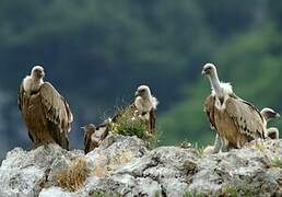 Griffon Vulture