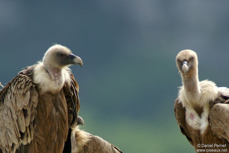 Griffon Vultureadult, identification