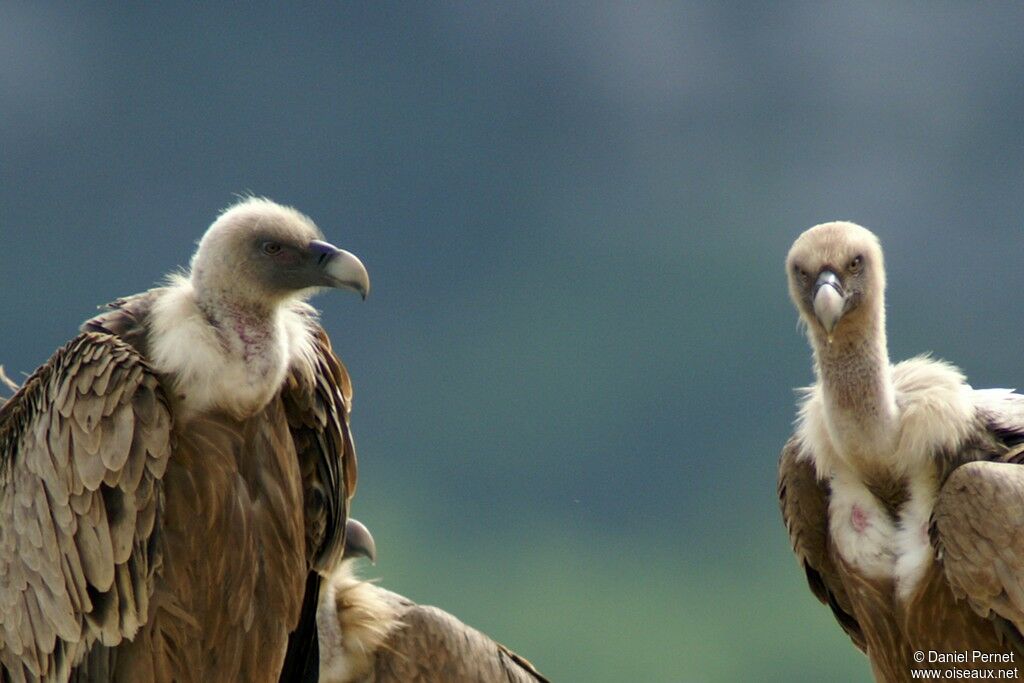 Griffon Vultureadult, identification