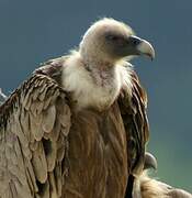 Griffon Vulture