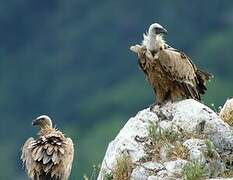 Griffon Vulture