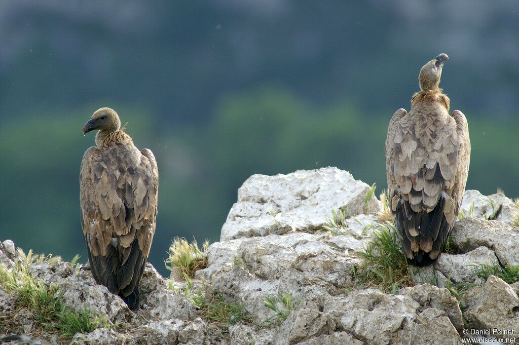 Griffon Vultureadult, identification