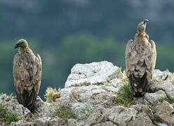 Griffon Vulture