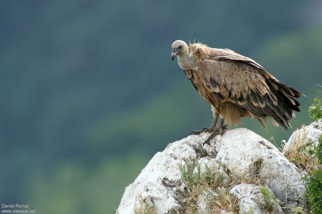 Griffon Vultureadult, identification