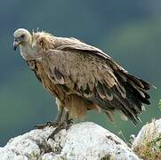 Griffon Vulture