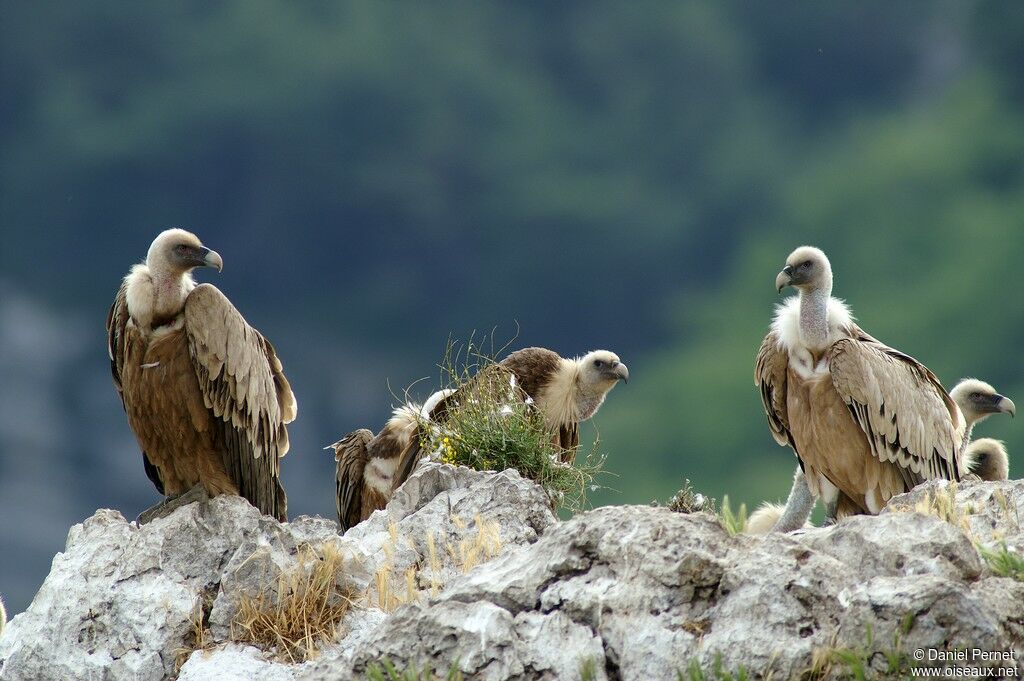 Griffon Vultureadult, identification