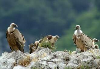 Vautour fauve