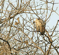 Indian Vulture