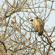 Indian Vulture