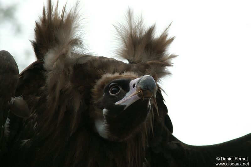 Cinereous Vulture female immature, identification