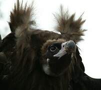 Cinereous Vulture