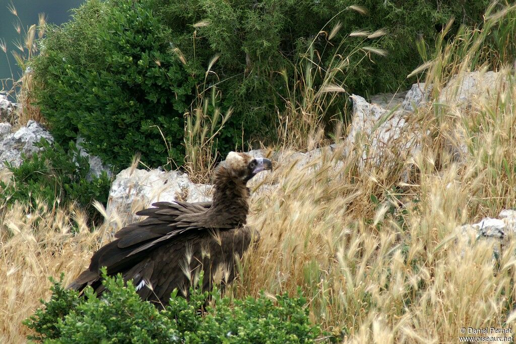 Vautour moineadulte, identification