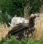 Cinereous Vulture