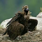 Cinereous Vulture