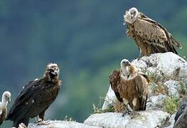 Cinereous Vulture