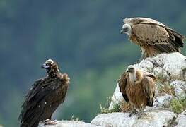 Cinereous Vulture