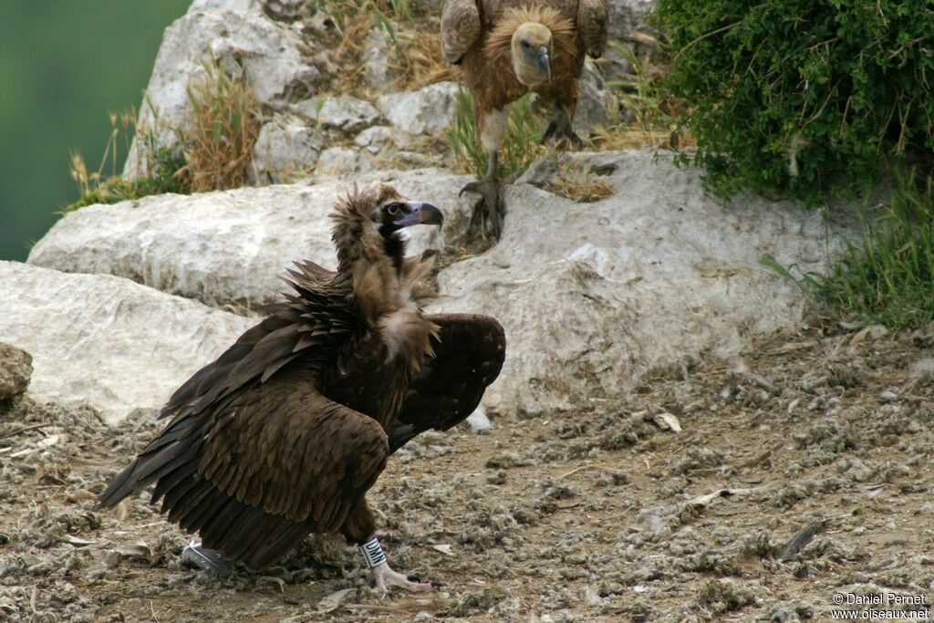 Cinereous Vultureadult, identification