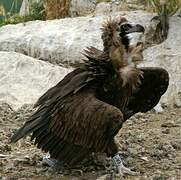 Cinereous Vulture