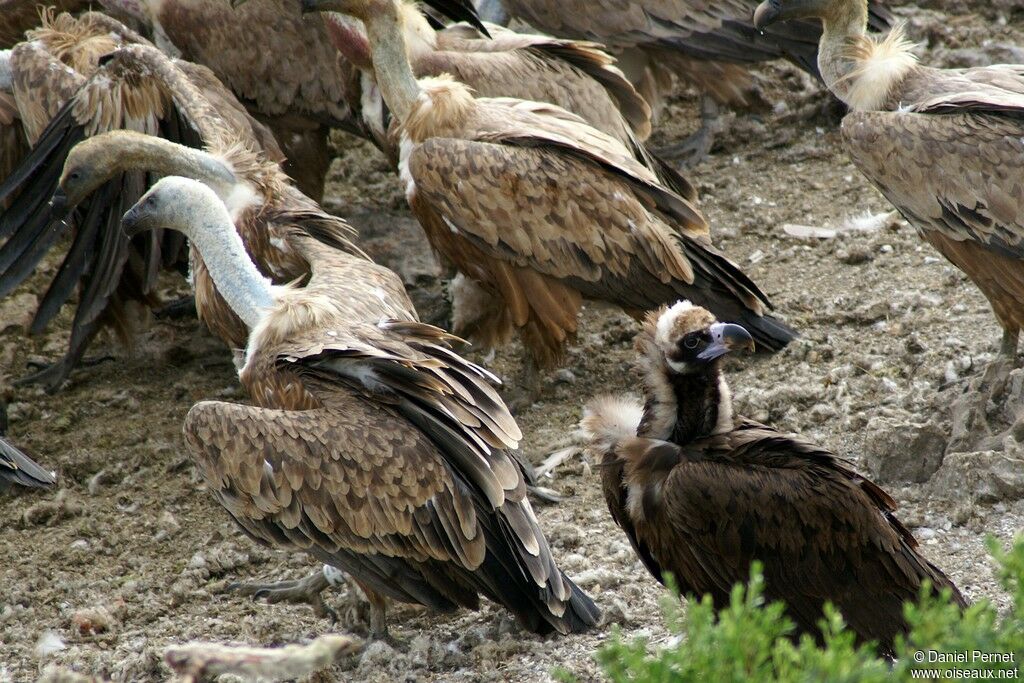 Cinereous Vultureadult, identification, Behaviour