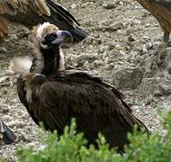 Cinereous Vulture