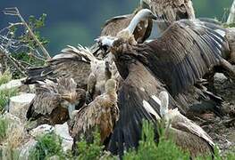 Cinereous Vulture