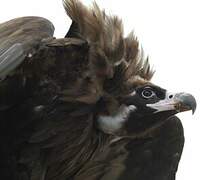 Cinereous Vulture