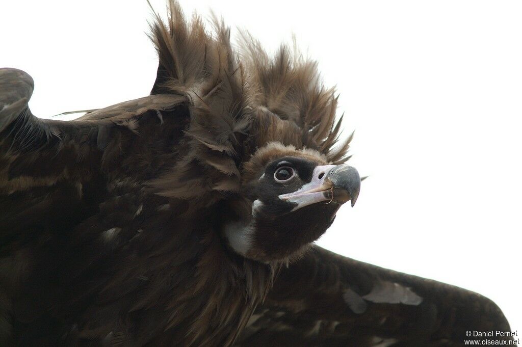 Cinereous Vulture female immature, identification