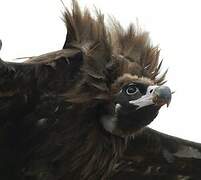 Cinereous Vulture