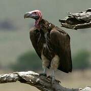 Lappet-faced Vulture