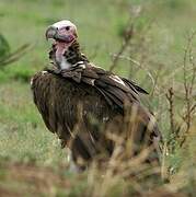 Lappet-faced Vulture