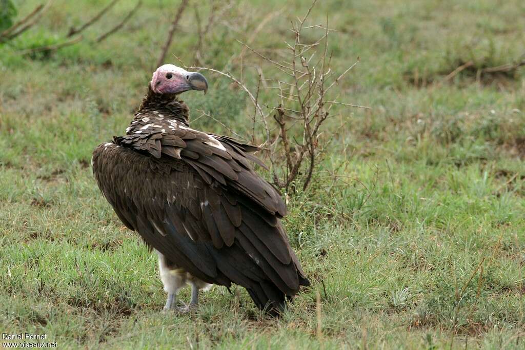 Lappet-faced Vulturesubadult, pigmentation