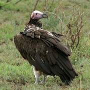 Lappet-faced Vulture