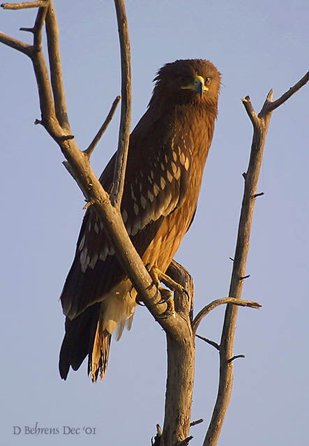 Greater Spotted Eagle