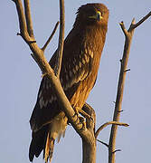 Greater Spotted Eagle