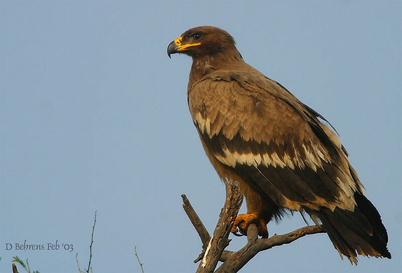 Steppe Eagle