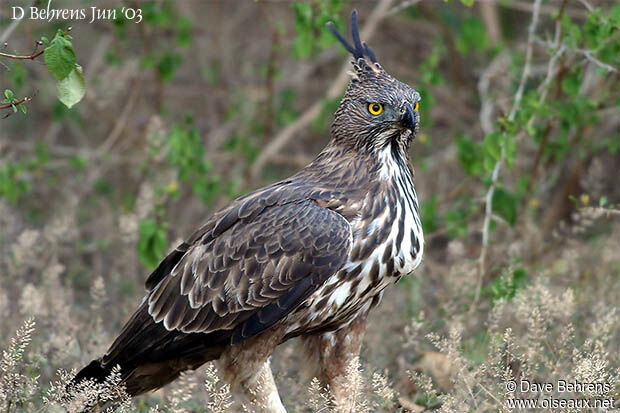 Aigle huppé