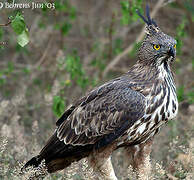 Aigle huppé