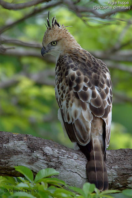 Aigle huppé